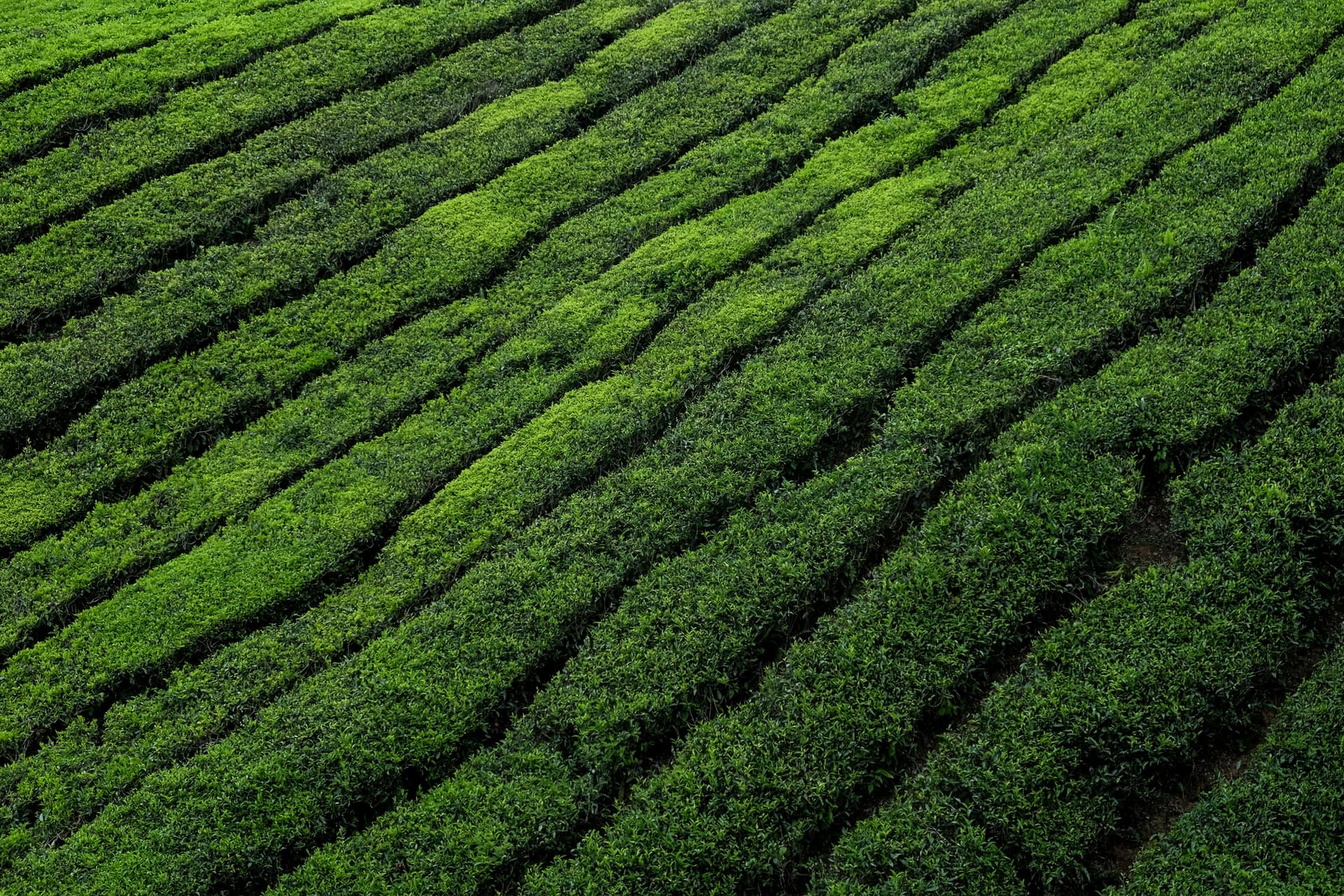 Shade-grown tea fields in Japan