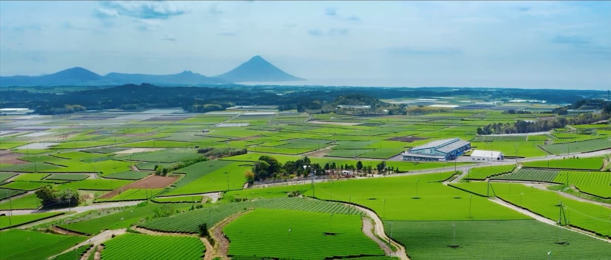 Aerial view of tea fields in Chiran, Kagoshima