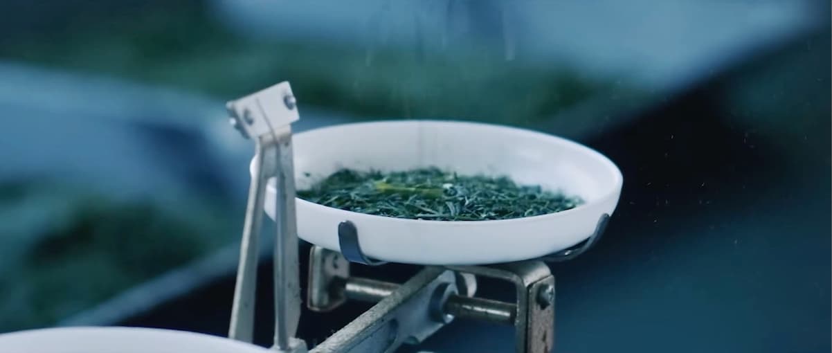 Fresh tea leaves being weighed on scale